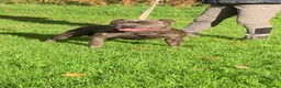 Staffordshire Bull Terrier dogs for stud: BEAUTBULLS BLUE KC REGISTERED STUD - Advert 2