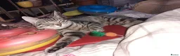 Domestic Shorthair cats for sale: Playful spotted tabby neutered, chipped vaccinated - Advert 10