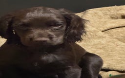 Cocker Spaniel dogs for sale: K.C. Well bred chocolate working cocker spaniels - Image 5