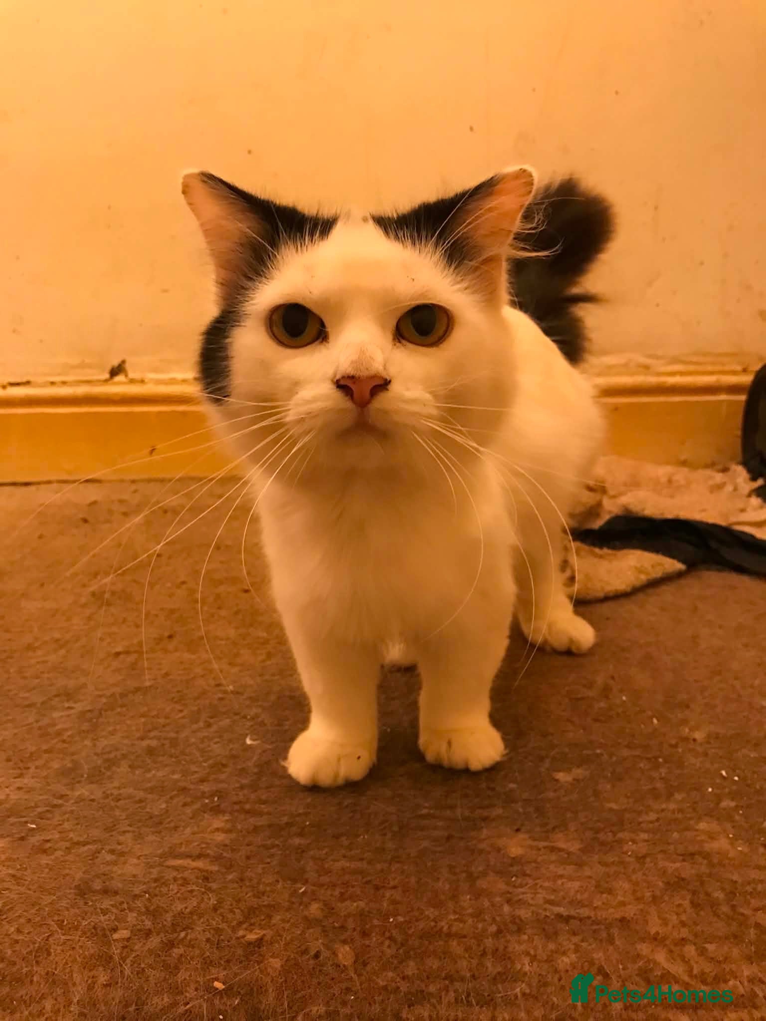 British Longhair cats Urgent re homing  - Advert 11