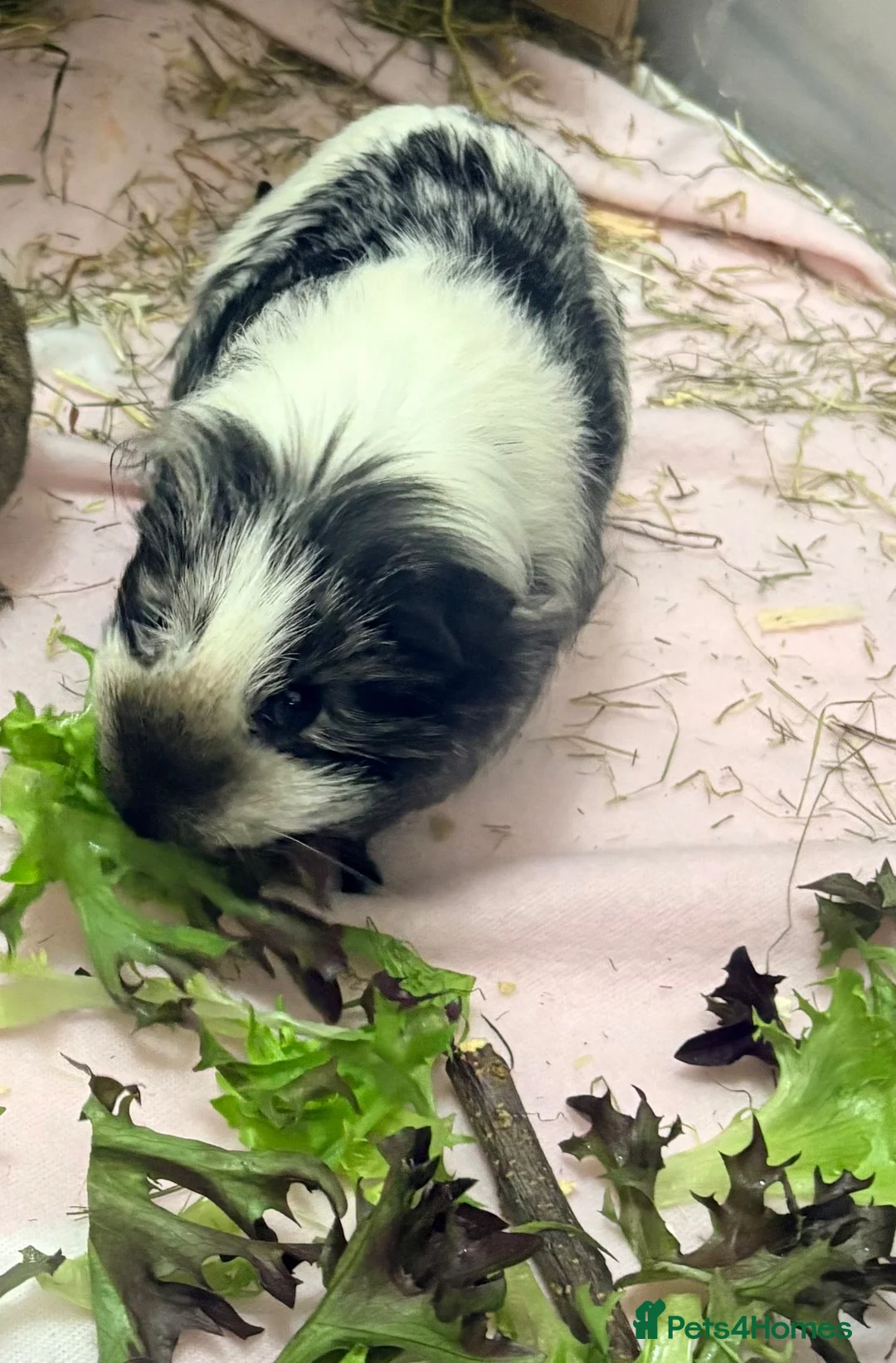 Guinea Pig rodents for sale: Female funky piggie - Advert 2