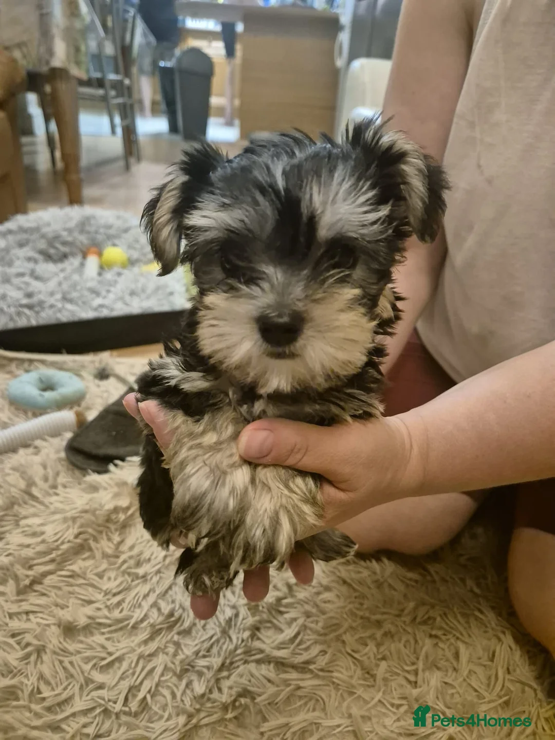 Yorkshire Terrier dogs for sale: Yorkshire Terrier 3 BEAUTIFUL GIRLS AVAILABLE 🐾💗 - Advert 2