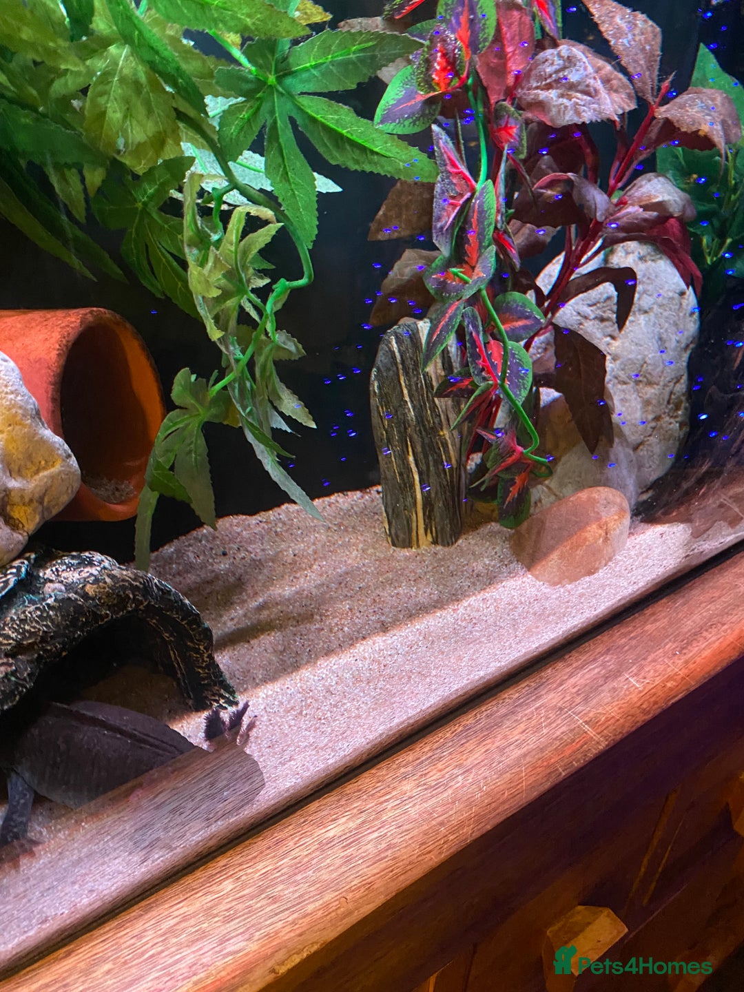 Axolotl reptiles for sale: Pair of breeding axolotls  - Advert 6