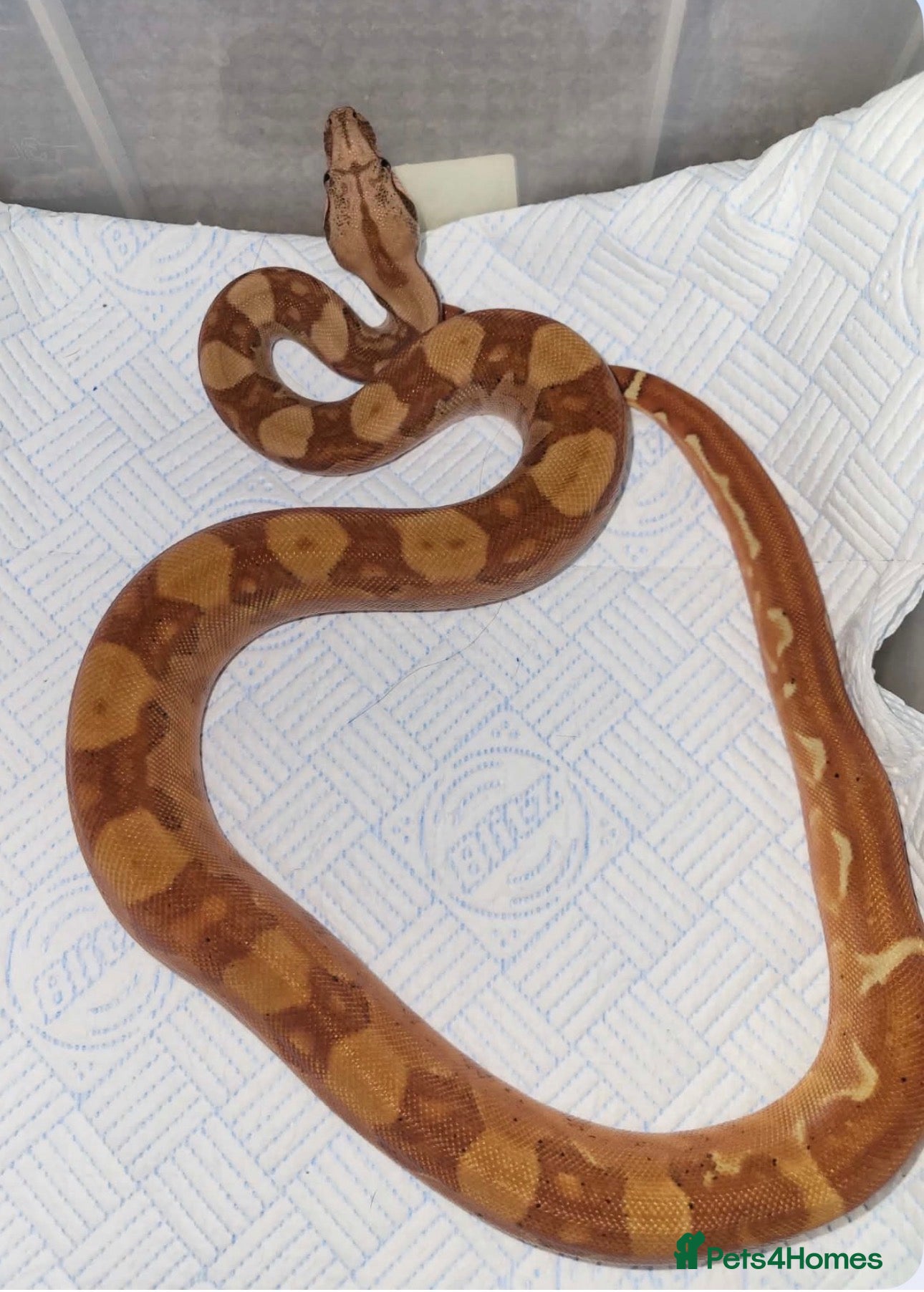 Boa Snake reptiles Super hypo Boa constrictor  - Advert 7