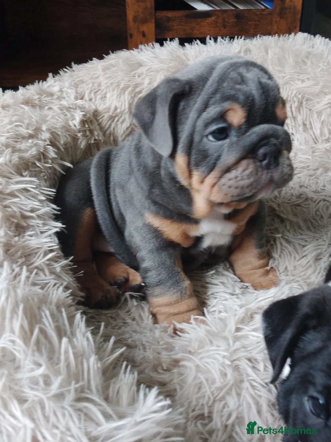 English Bulldog dogs for stud: Red Bulldog Stud - Free Microchipping - Advert 2
