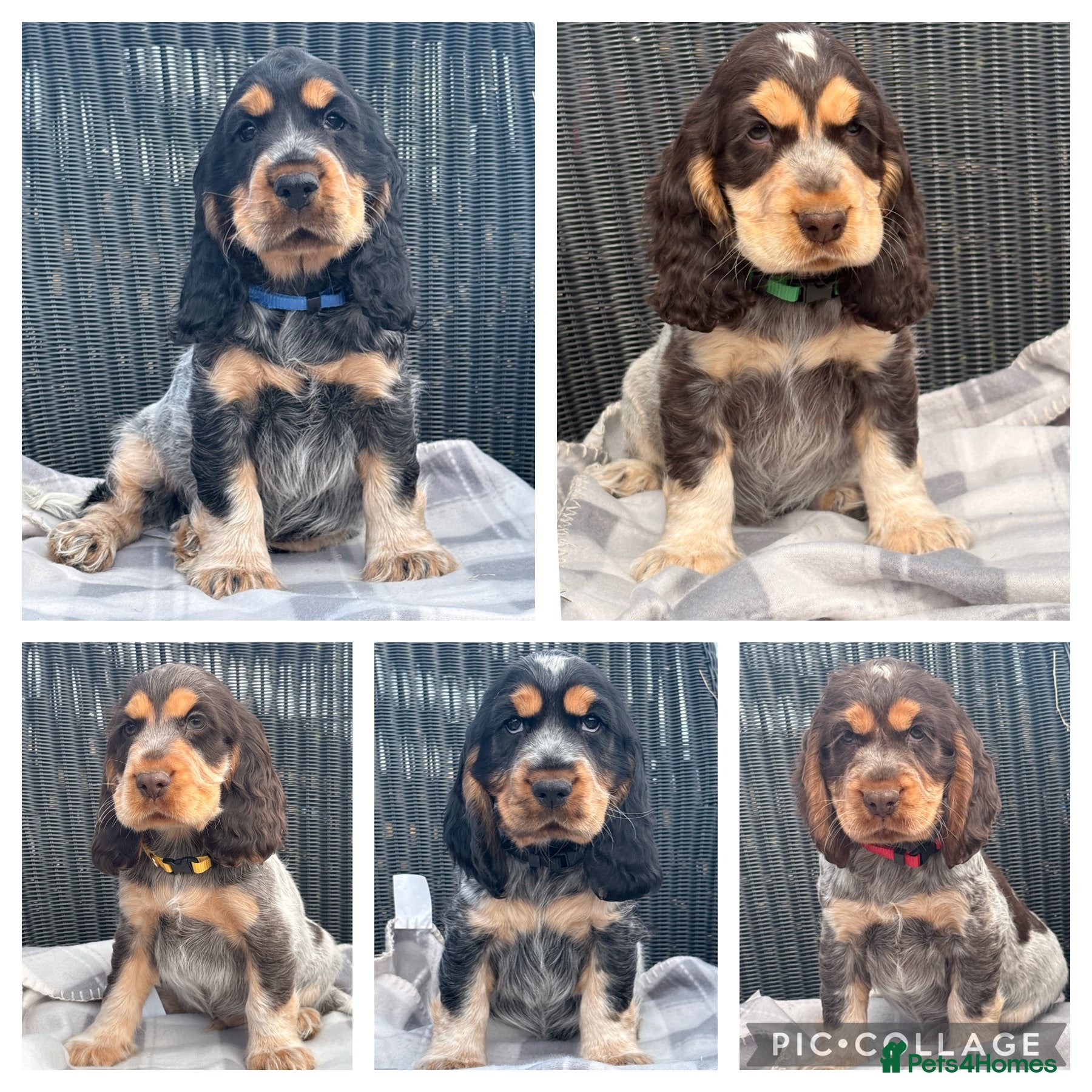 Cocker Spaniel dogs KC Registered Show type Cocker Spaniel DNA Tested - Advert 1