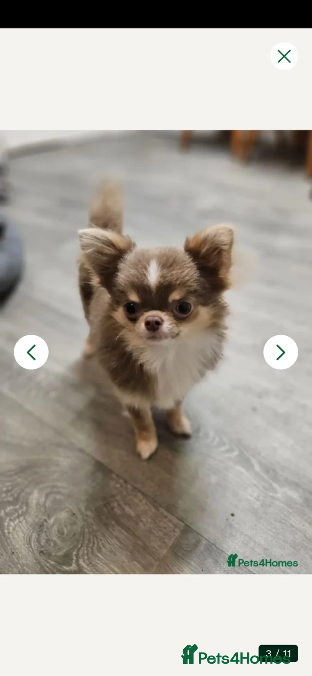 Chihuahua dogs for sale: Tiny KC Reg Lilac DNA Clear Chihuahua puppies  - Advert 2