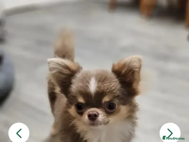 Chihuahua dogs for sale: Tiny KC Reg Lilac DNA Clear Chihuahua puppies - Advert 1