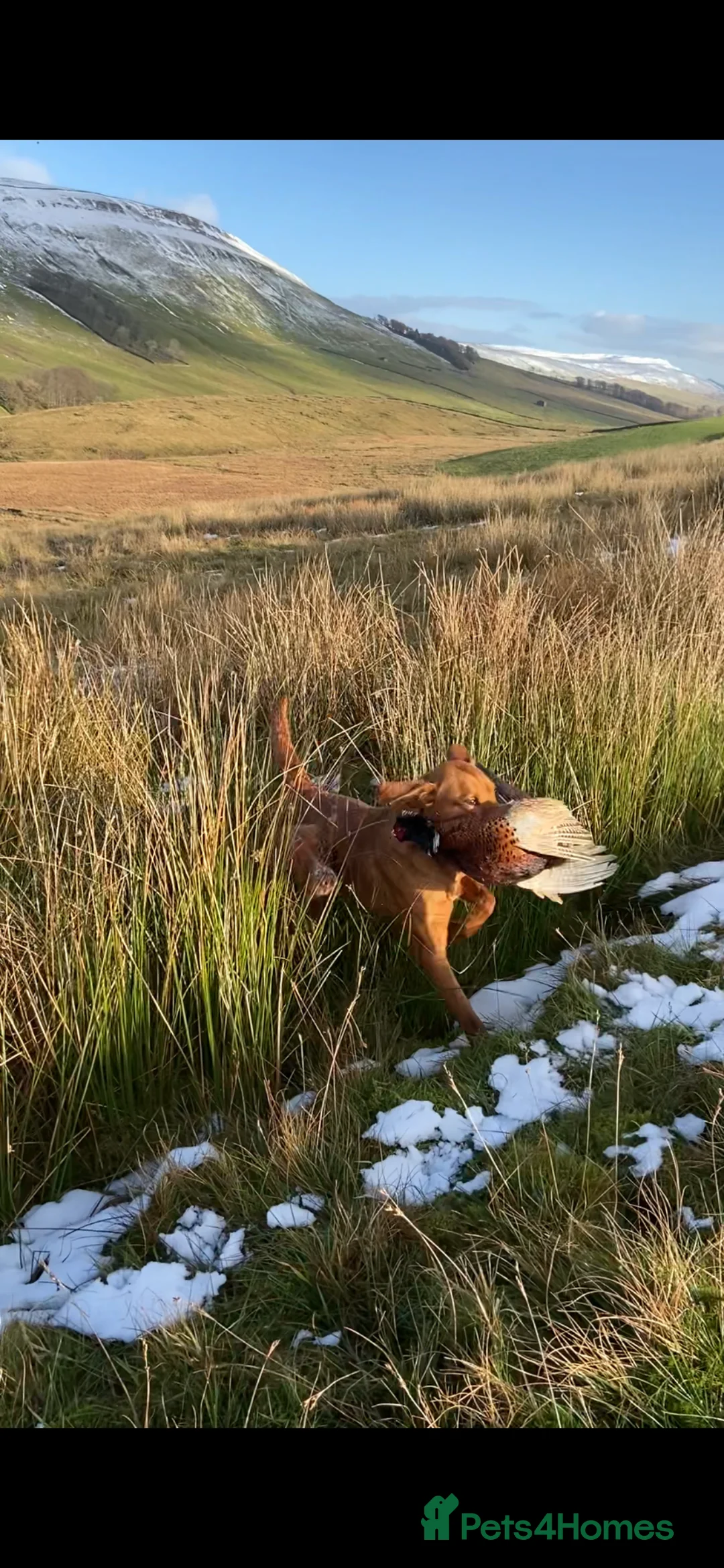 Labrador Retriever dogs for stud: 🔸DARK RED WORKING STUD KC & FULLY HEALTH TESTED🔸 in Hawes - Advert 19