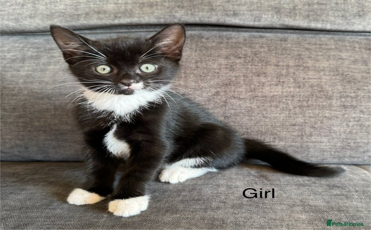 Domestic Shorthair cats - Advert 1