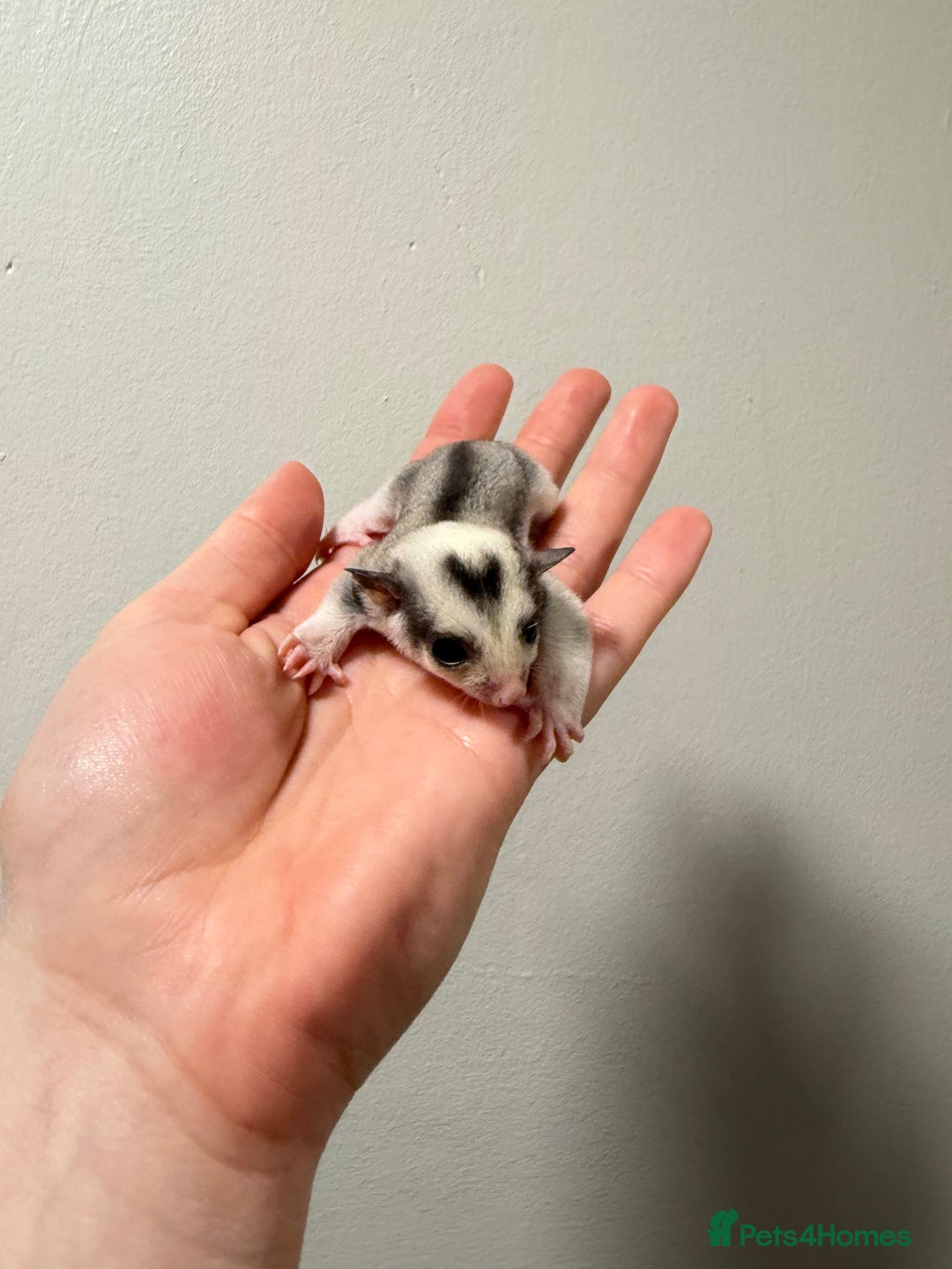 Sugar Glider rodents for sale: Sugar gliders available  - Advert 7