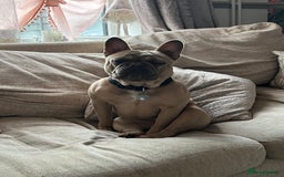 French Bulldog dogs for sale: Female French bulldog  - Image 2
