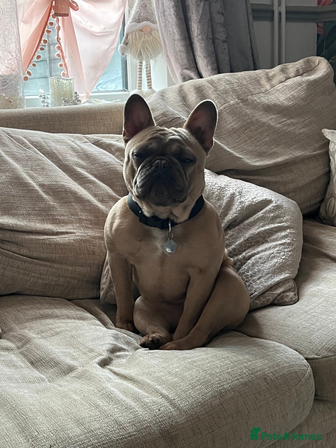 French Bulldog dogs for sale: Female French bulldog  - Image 2
