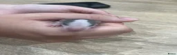 Rat rodents for sale: Baby Dumbo Rats - Advert 24