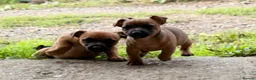 Jack Russell dogs for sale: Eye catching Jack Russell pups, with rare colours - Advert 20