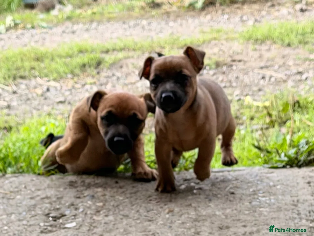 Jack Russell dogs for sale: Eye catching Jack Russell pups, with rare colours - Advert 20