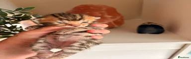 Bengal 1