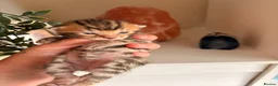 Bengal cats for sale: Bengal Kittens - Advert 16