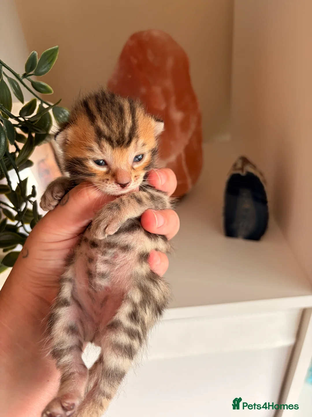 Bengal cats for sale: Bengal Kittens - Advert 16