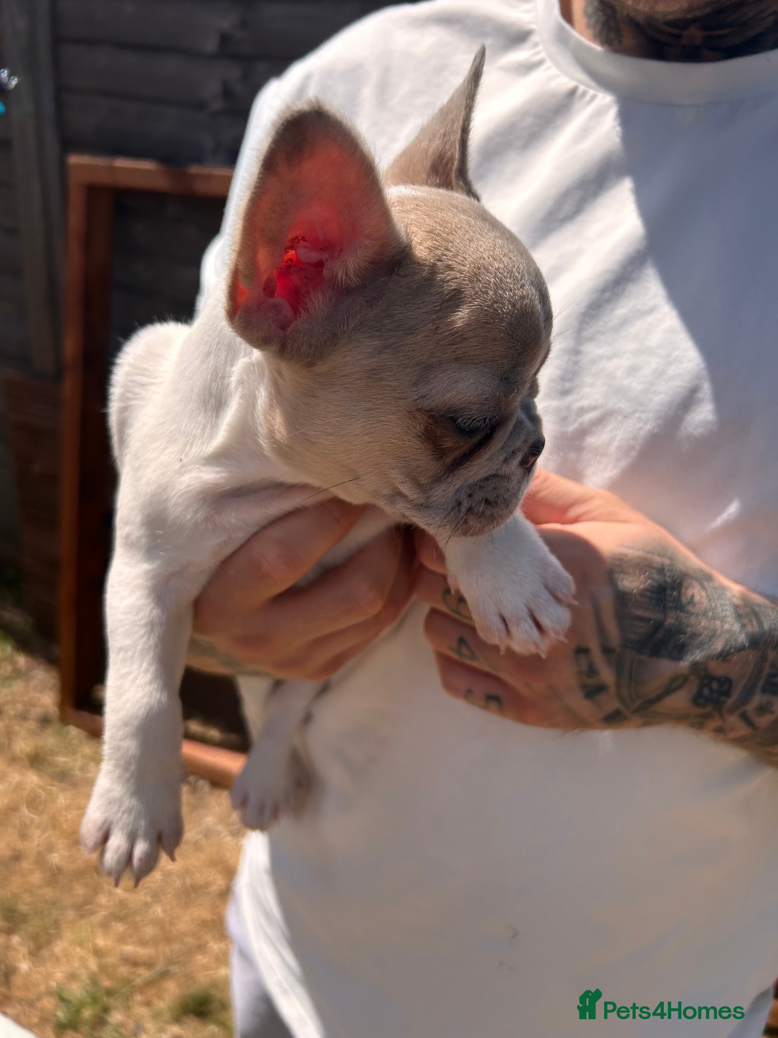 French Bulldog dogs for sale: DWKC French bulldog puppies  - Advert 12