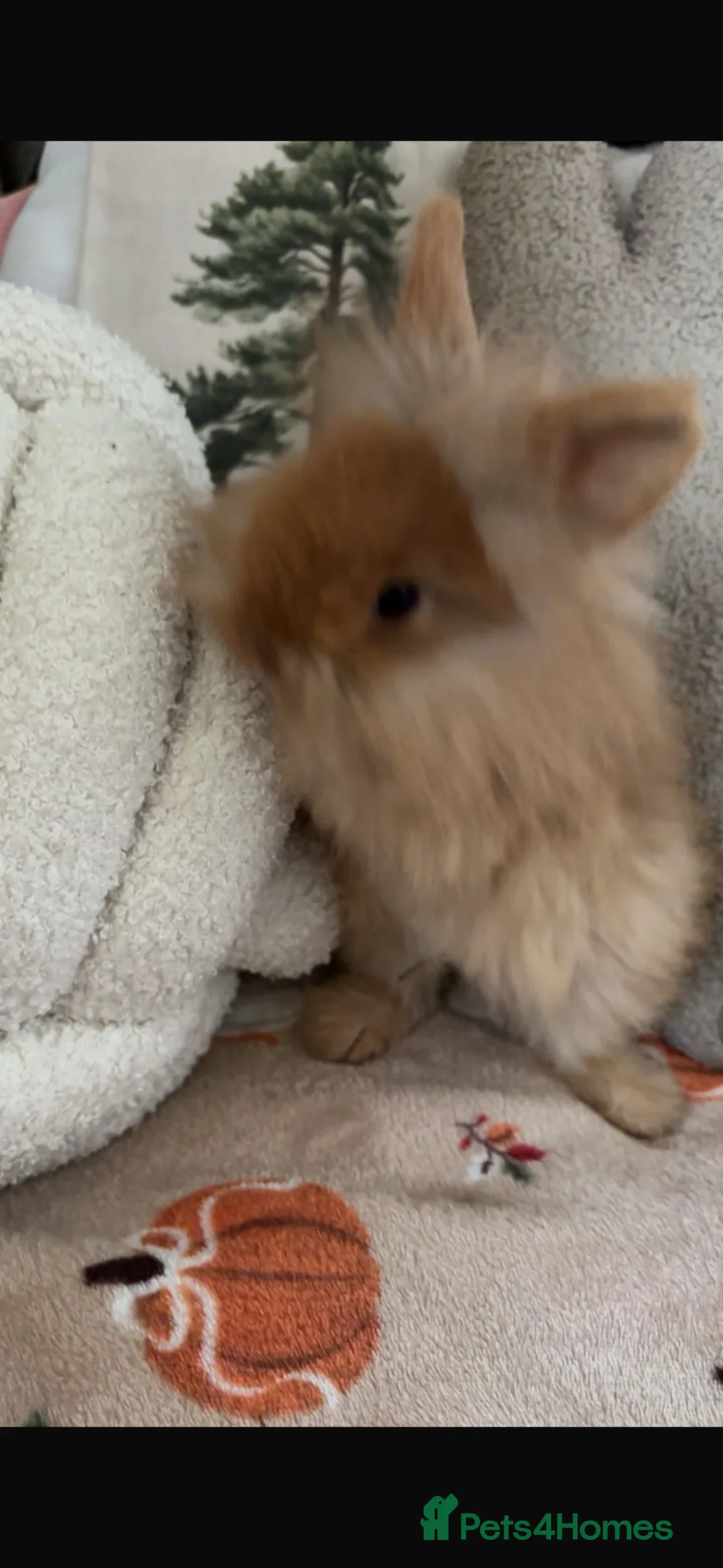 Mini Lion Lop rabbits for sale: Last 2 mini lion lops READY NOW x - Advert 1