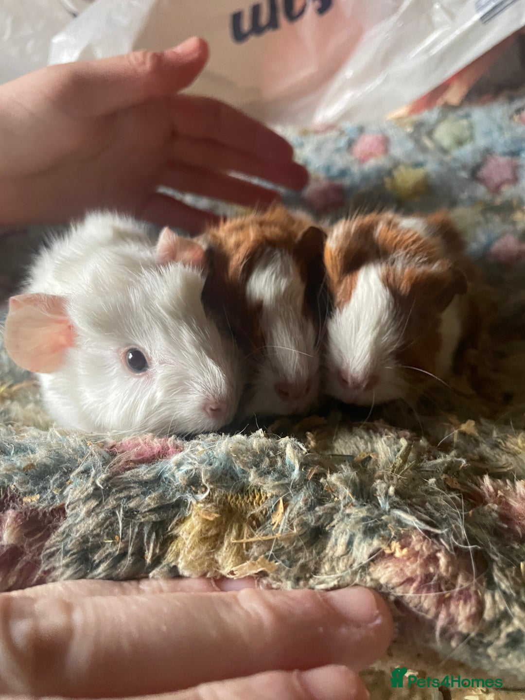 Guinea Pig rodents for sale: 3 beautiful boars.  - Advert 2
