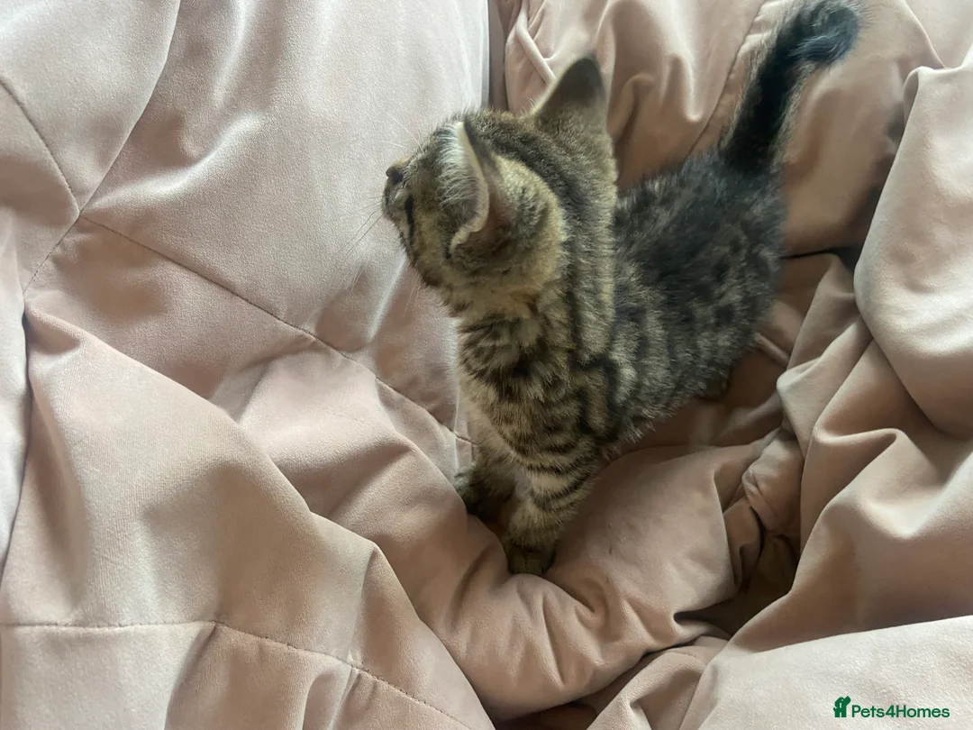 Mixed Breed cats for sale: Beautiful crossbreed kittens ready now - Advert 36