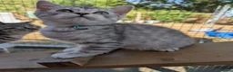 British Shorthair cats for sale: Full British shorthairs kittens READY NOW! - Advert 8