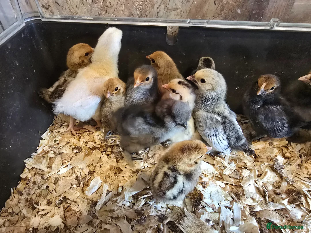 Chickens poultry for sale: Week old chicks - Advert 2