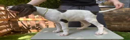 German Shorthaired Pointer dogs for sale: KC Ready to Leave (3 BOYS LEFT) GSP puppies  - Advert 12