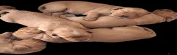 Golden Retriever dogs for sale: Two male pups  - Advert 9