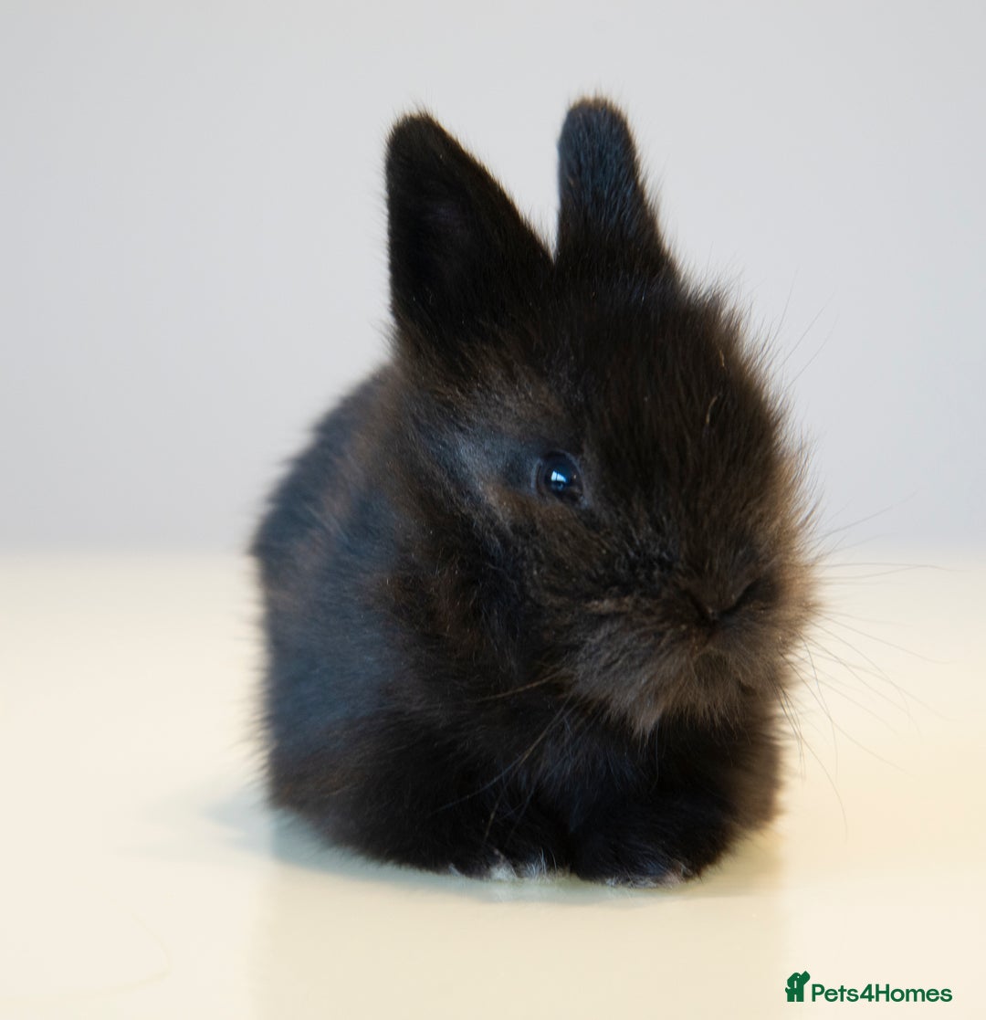 Lionhead rabbits for sale: Quality Double-maned Lionhead Bunnies - Image 7