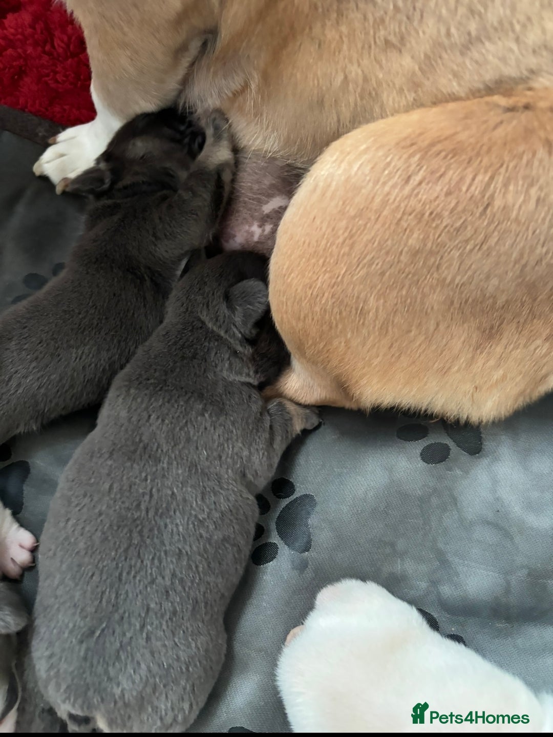 French Bulldog dogs for sale: Female French bulldog  - Advert 4