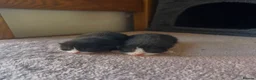 Mixed Breed cats for sale: 2 adorable female black & white kittens for sale  - Advert 2