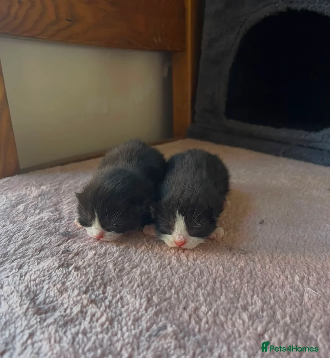 Mixed Breed cats for sale: 2 adorable female black & white kittens for sale  - Advert 2
