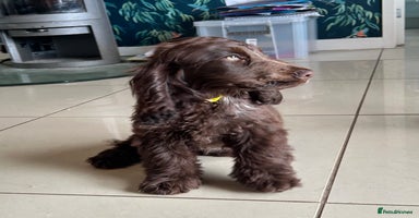 Cocker Spaniel dogs - Advert 6
