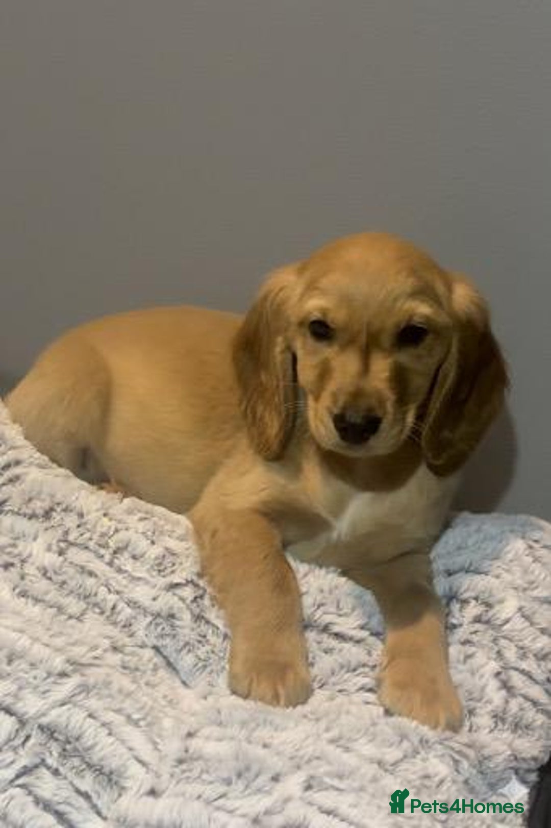 Cockapoo dogs for sale: Cockapoo puppies for sale  - Advert 8