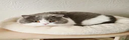 British Shorthair cats for sale: Two Beautiful British Shorthair Females  - Advert 10