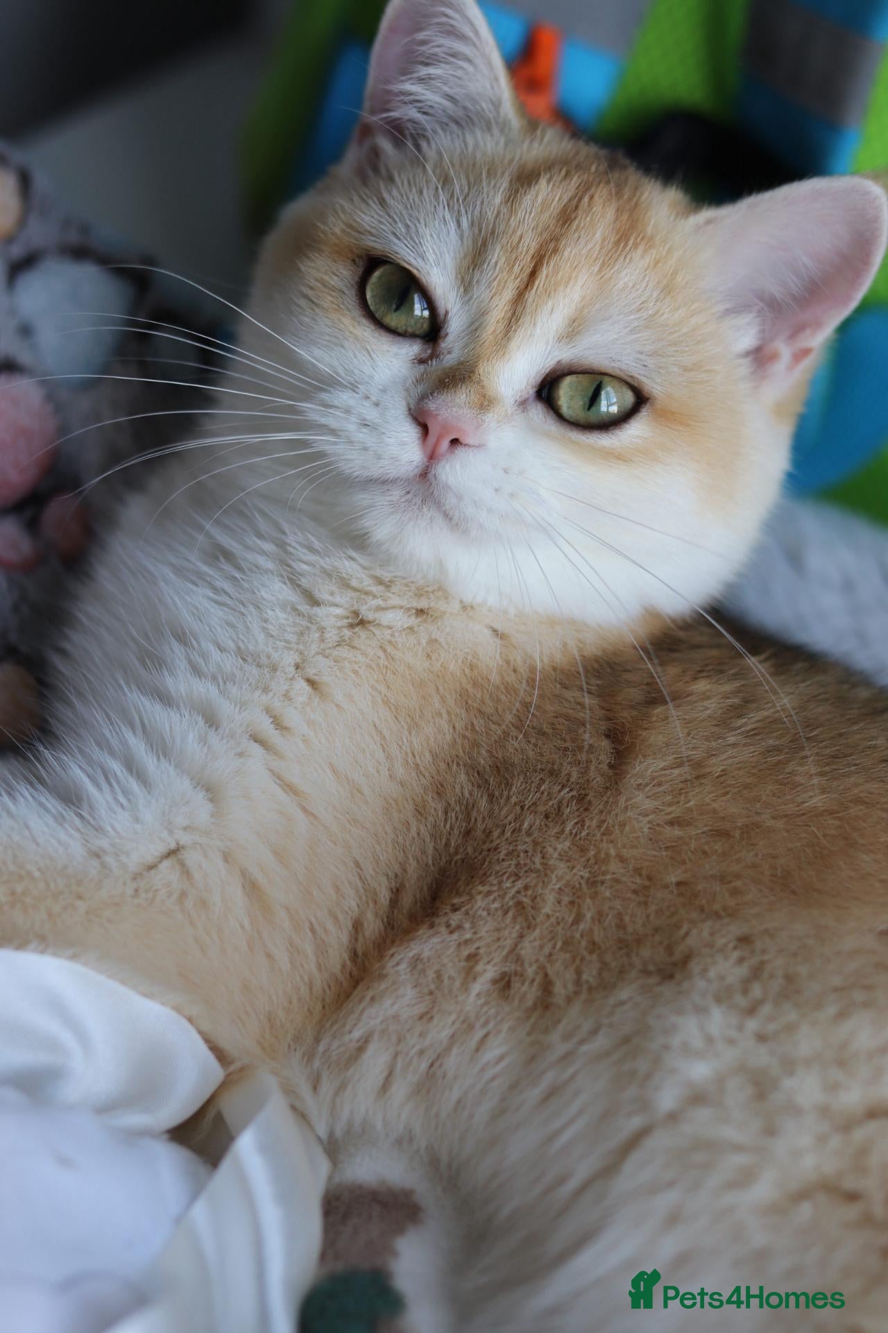 British Shorthair cats Beautiful GCCF Golden Ny12 British Shorthair Girl  - Advert 2