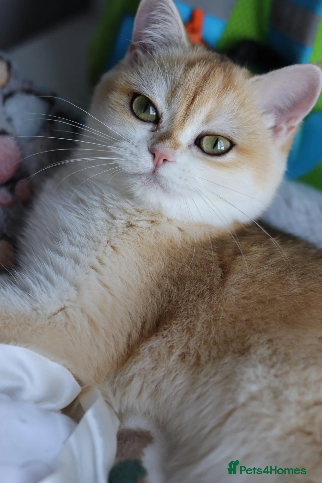 British Shorthair cats for sale: Beautiful GCCF Golden Ny12 British Shorthair Girl  - Advert 2
