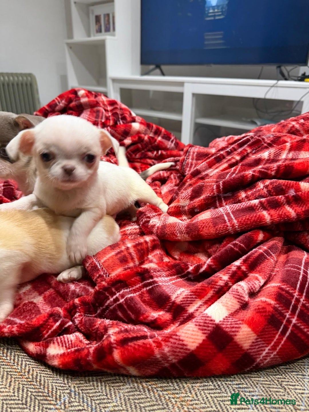 Chihuahua dogs for sale: KC registered chihuahua amazing green eyes  - Advert 7