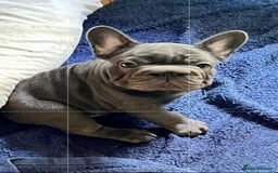 French Bulldog dogs for sale: French Bulldog 4 Boys and 3 girls  - Image 25
