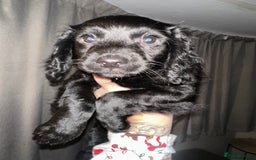 Cockapoo dogs for sale: COCKAPOO PUPPIES! READY TO LEAVE NOW🐾 - Advert 6