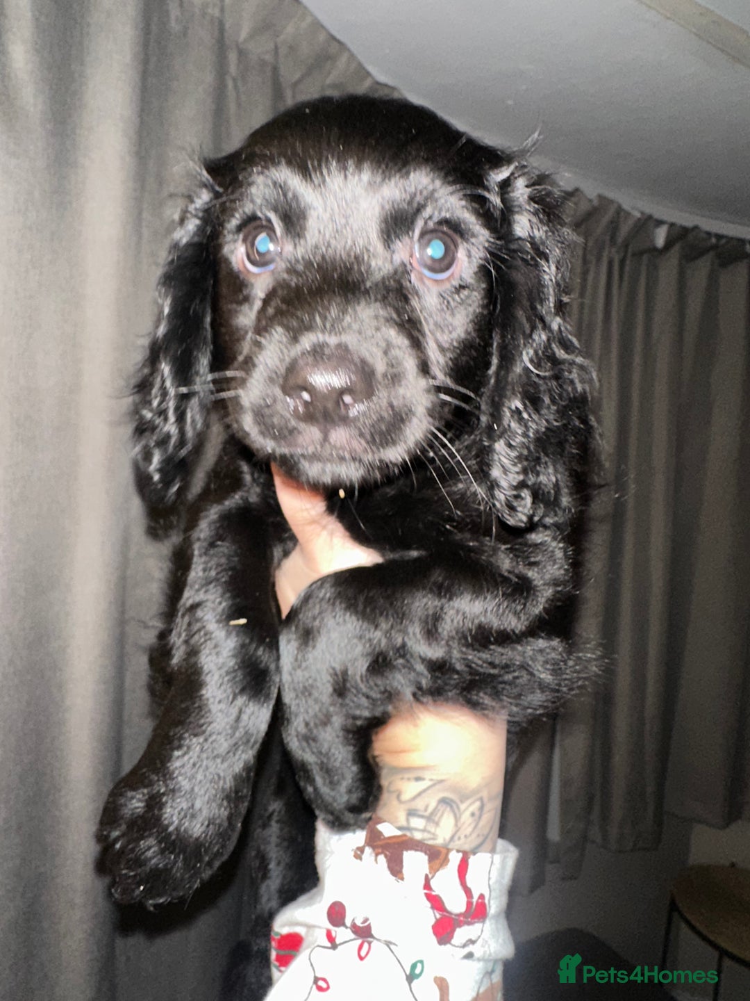 Cockapoo dogs for sale: COCKAPOO PUPPIES! READY TO LEAVE NOW🐾 - Advert 6