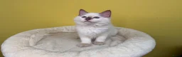 Ragdoll cats for sale: ⭐️TICA⭐️PEDIGREE⭐️Ragdoll Kittens✅HCM/PKD CLEAR✅ - Advert 12