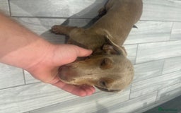 Dachshund dogs for sale: Isabelle and tan miniature dachshund 9 months old  - Image 4