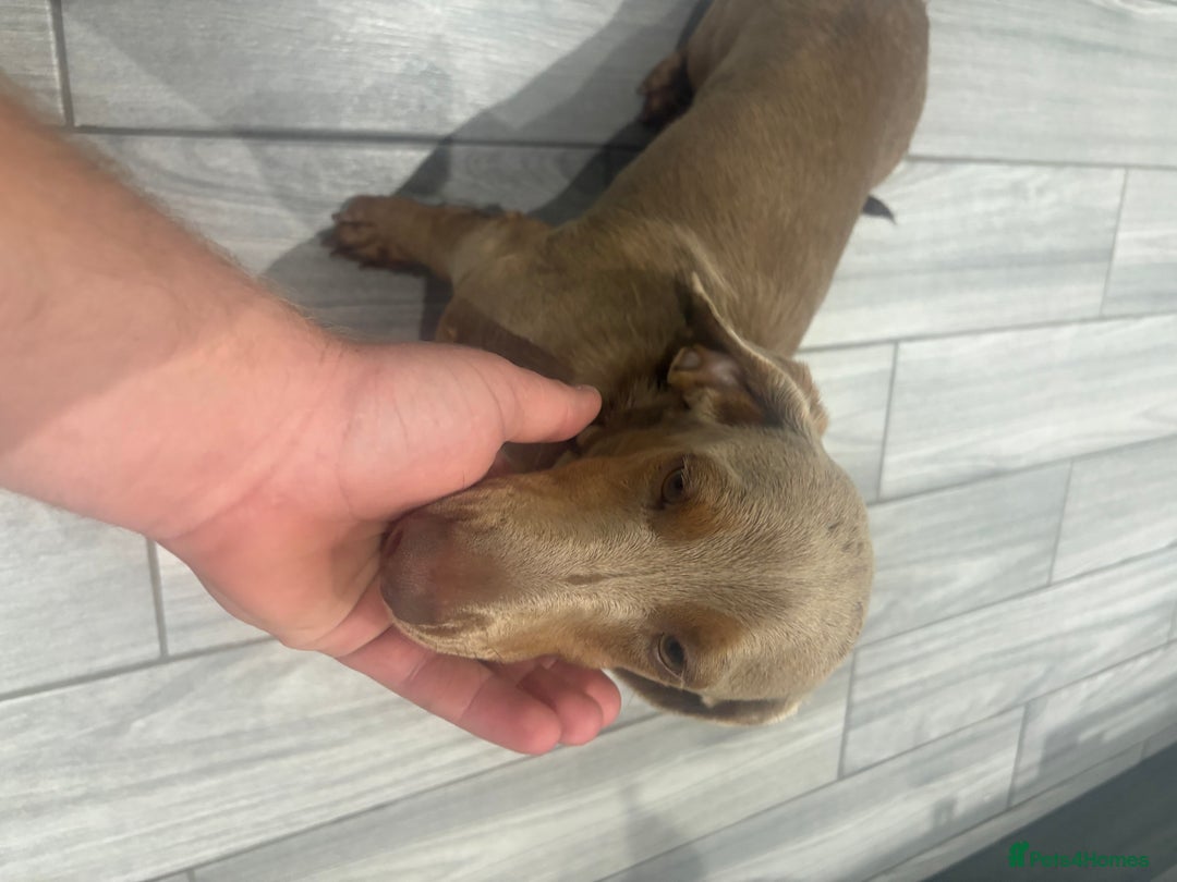 Dachshund dogs for sale: Isabelle and tan miniature dachshund 9 months old  - Image 4