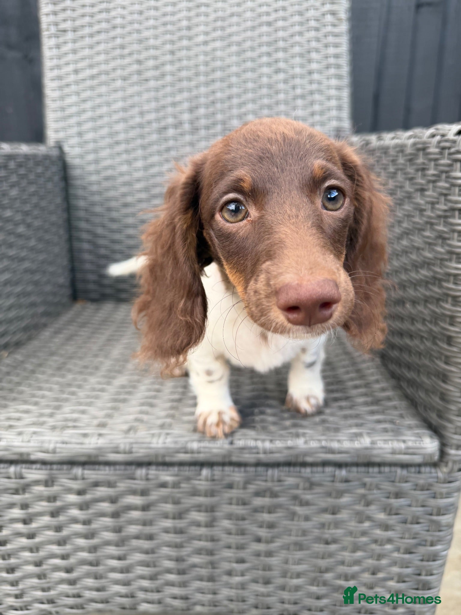 Miniature Dachshund dogs KC Reg Chocolate Piebald Long Hair Mini Dachshund - Advert 3