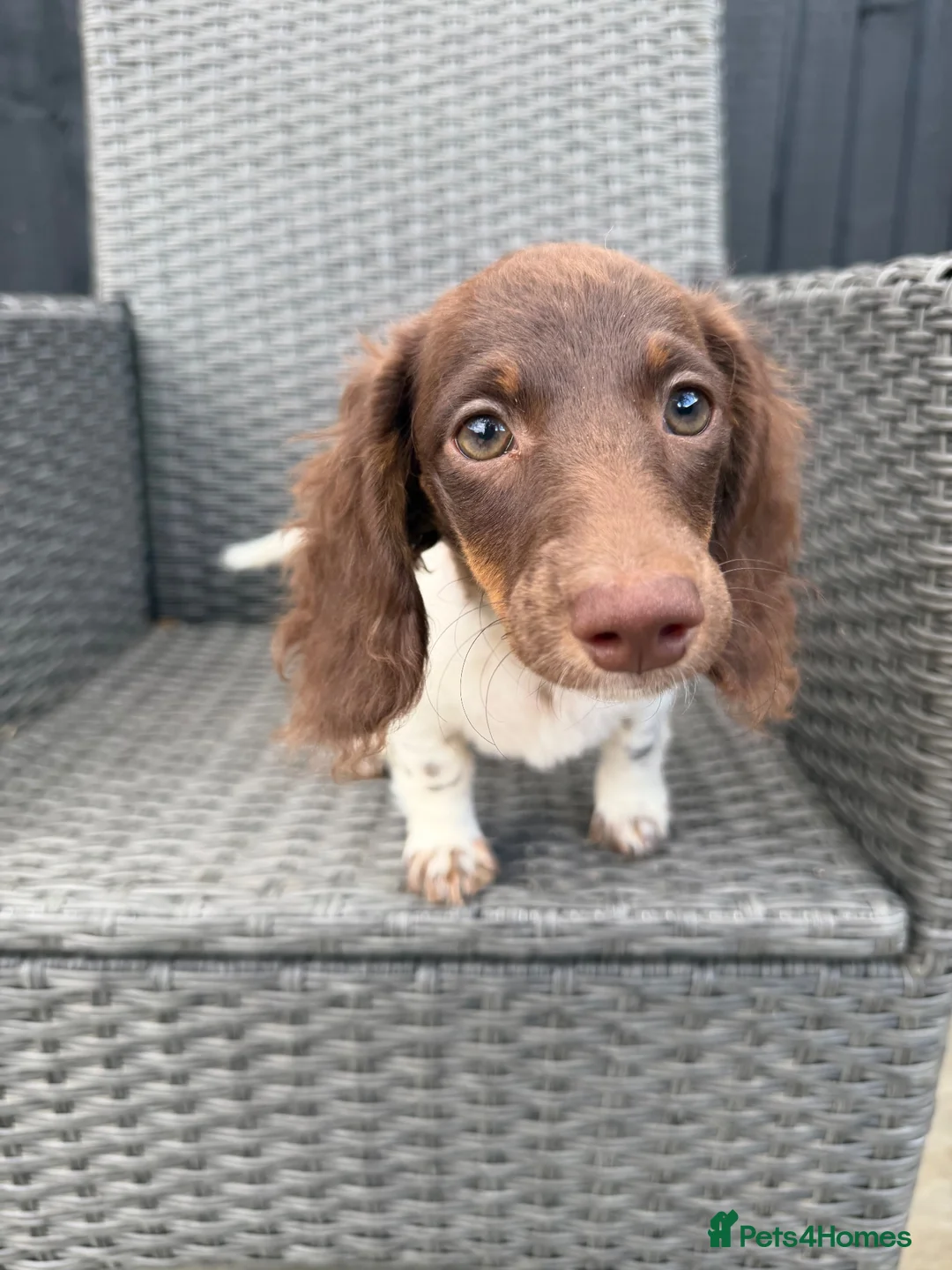 Miniature Dachshund dogs for sale: KC Reg Chocolate Piebald Long Hair Mini Dachshund - Advert 1