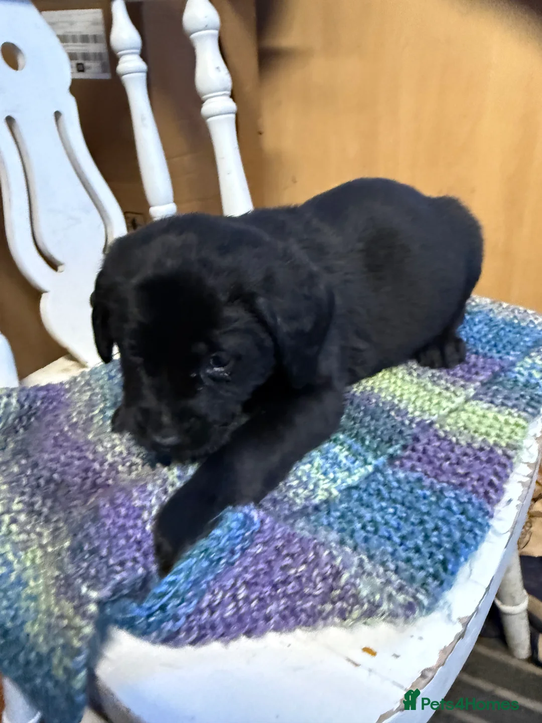 Labrador Retriever dogs for sale: 4 stunning black lab puppies - Advert 7